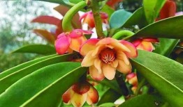 枫丹植物爆料最新消息是真的吗,最新消息真实性揭秘